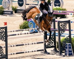 jumper VDL Stella (Brazilian horse, 2012, from VDL Cardento 933)