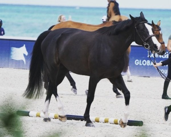 Zuchtstute Clarette (KWPN (Niederländisches Warmblut), 2007, von Tangelo van de Zuuthoeve)
