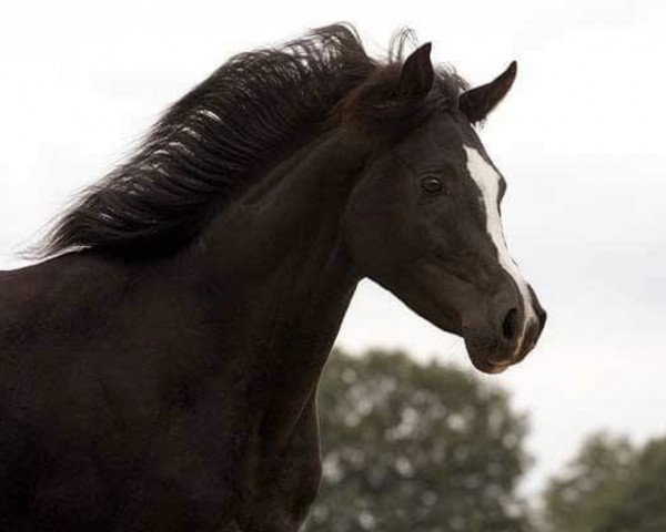 horse GS Soraya (Arabian purebred, 2010, from El Faatin EAO)
