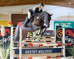 jumper Frozen Tequila 3 (Hanoverian, 2017, from Figari)