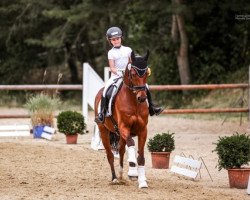 dressage horse Carlos Carinho WE (German Riding Pony, 2007, from Charm of Nibelungen)