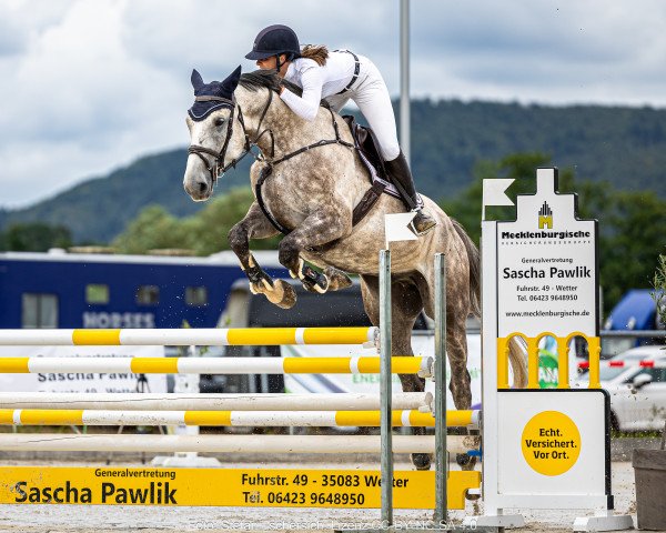 jumper Chacooba (Oldenburg show jumper, 2017, from Chacoon Blue)