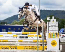 jumper Chacooba (Oldenburg show jumper, 2017, from Chacoon Blue)