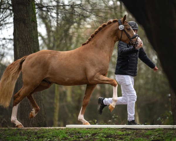 horse Nightfever SD (Rhinelander, 2021, from FS Next Diamond)