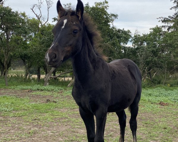 horse Hubert (Welsh-Pony (Section B), 2023, from Hogeland's Nandor)