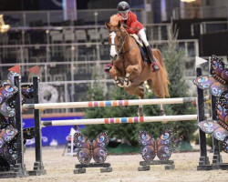 jumper Chattahoochee Z (Zangersheide riding horse, 2016, from Carrera VDL)