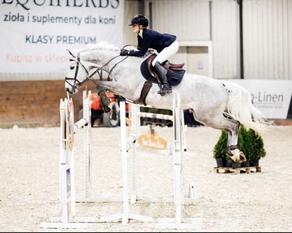 jumper Donberlino Z (Zangersheide riding horse, 2016, from Dominator 2000 Z)