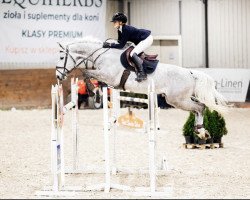 jumper Donberlino Z (Zangersheide riding horse, 2016, from Dominator 2000 Z)