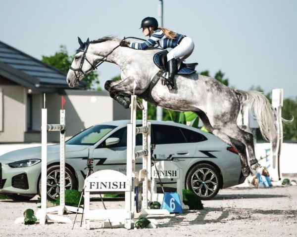 horse Cornet Blanche Z (Zangersheide riding horse, 2015, from Cornet Obolensky)