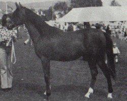 stallion Hawk Moth ox (Arabian purebred, 1973, from Argos 1957 ox)