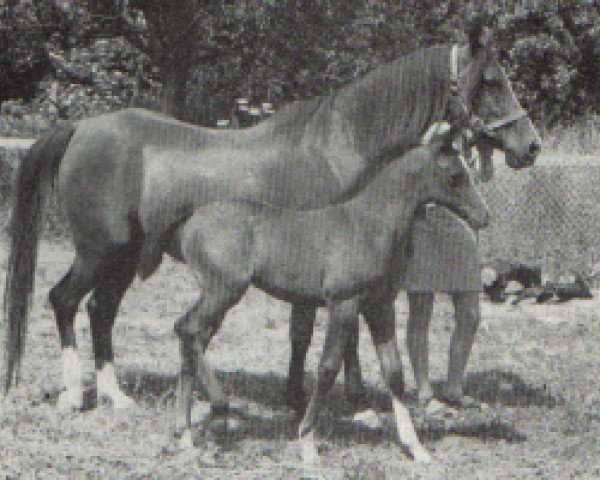broodmare Sapphire Blue ox (Arabian purebred, 1966, from Blue Domino ox)