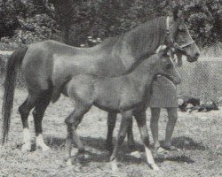 broodmare Sapphire Blue ox (Arabian purebred, 1966, from Blue Domino ox)