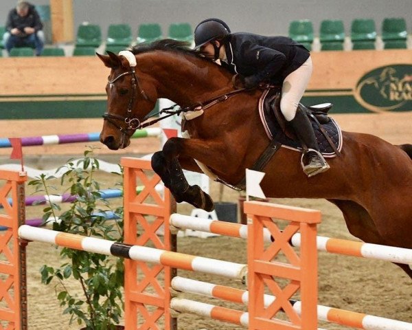 broodmare Chadane Z (Zangersheide riding horse, 2004, from Champs Elysees)
