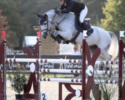 Springpferd Jalila du Val du Geer (Belgium Sporthorse, 2015, von Cornet Obolensky)