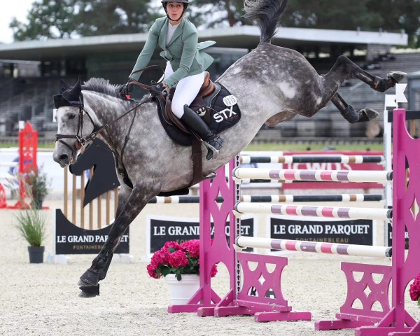 jumper Flash du Puits (Selle Français, 2015, from Mylord Carthago) jumper Flash du Puits (Selle Français, 2015, from Mylord Carthago)