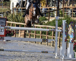 jumper Koko Chanel (KWPN (Royal Dutch Sporthorse), 2015, from Zambesi TN)