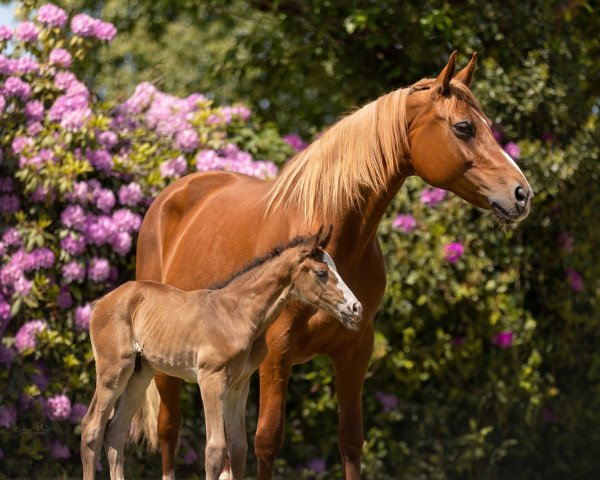 broodmare Summersby Fuchs (Hanoverian, 2009, from Scolari) broodmare Summersby Fuchs (Hanoverian, 2009, from Scolari)