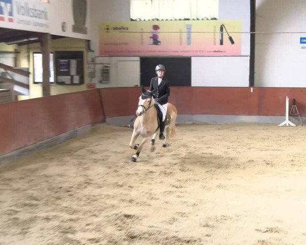 Reitturnier Viernheim 2024