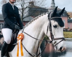 jumper Casanova van de Gulden (Holsteiner, 2016, from Casall Ask)