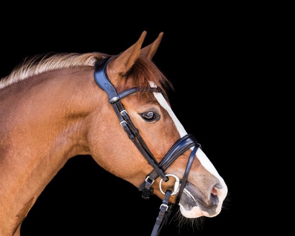 horse Quickstep (German Riding Pony, 2016, from Quaterback's Junior)