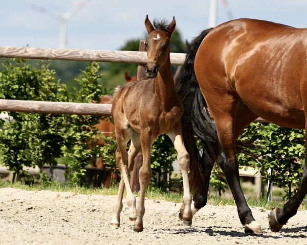 horse Furani LC (Westphalian, 2021, from First Deal)