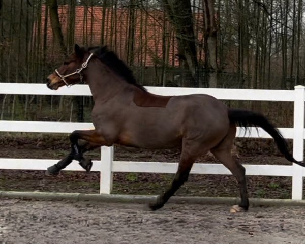 horse Dreimalklug M (German Riding Pony, 2018, from Dreiklang AT NRW)