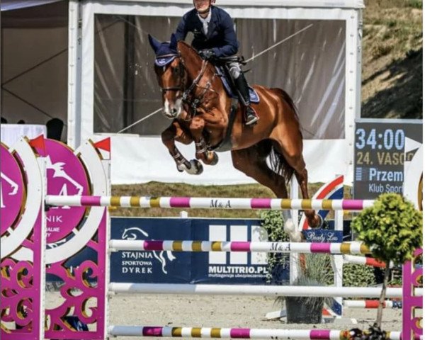 jumper Vasco (Hanoverian, 2011, from Van Helsing)