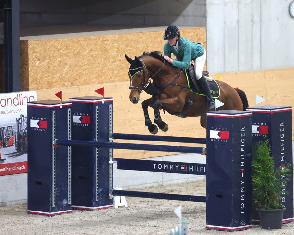 jumper Fairy Tale B 3 (KWPN (Royal Dutch Sporthorse), 2010, from Roven xx)