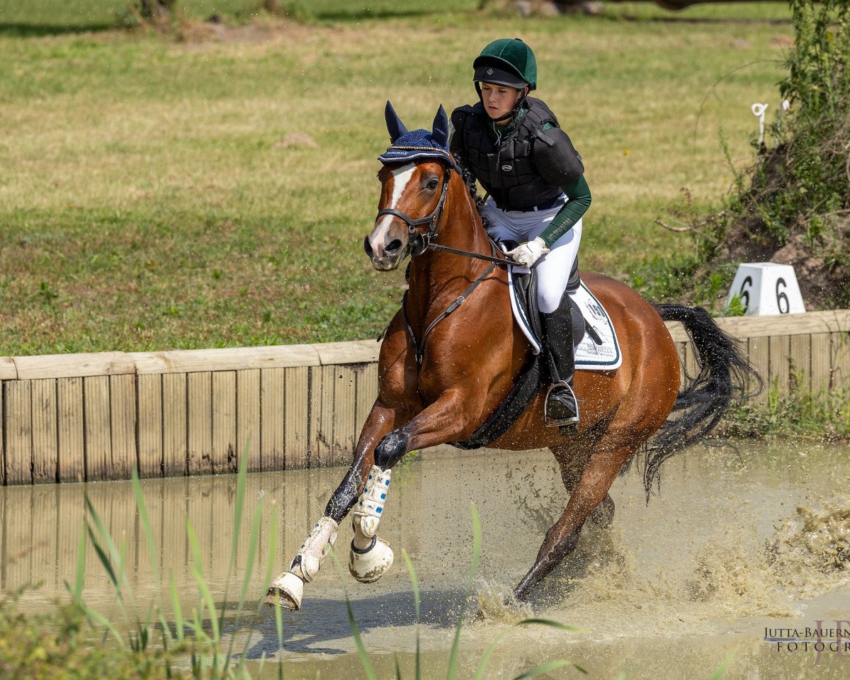 broodmare Isselhook's Dornröschen (Trakehner, 2017, from Pagur ox)