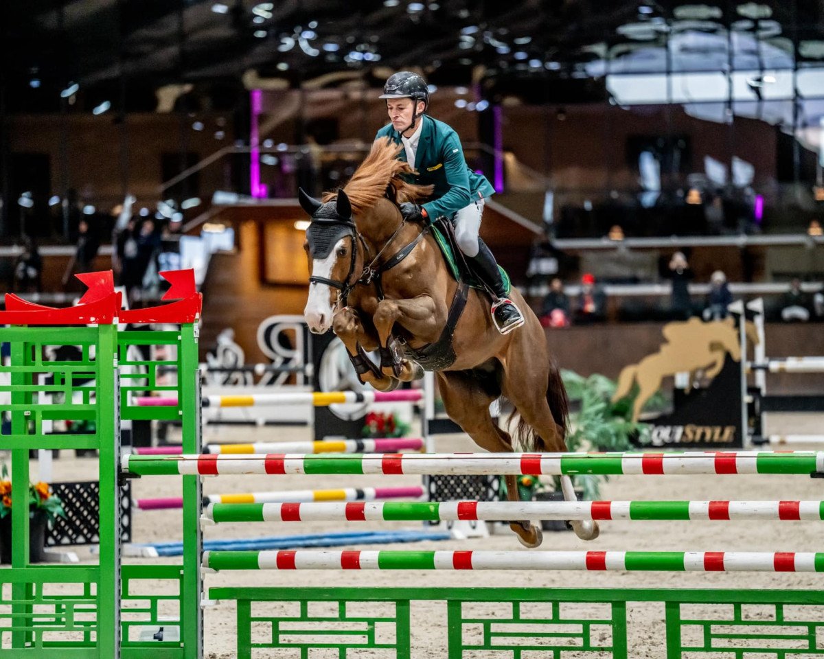jumper Chacco Girl Z (Zangersheide riding horse, 2017, from Chacoon Blue)