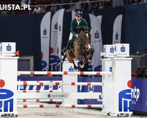 Springpferd Santos Hippica (Polnisches Warmblut, 2014, von Hippica Andiamo) Springpferd Santos Hippica (Polnisches Warmblut, 2014, von Hippica Andiamo)