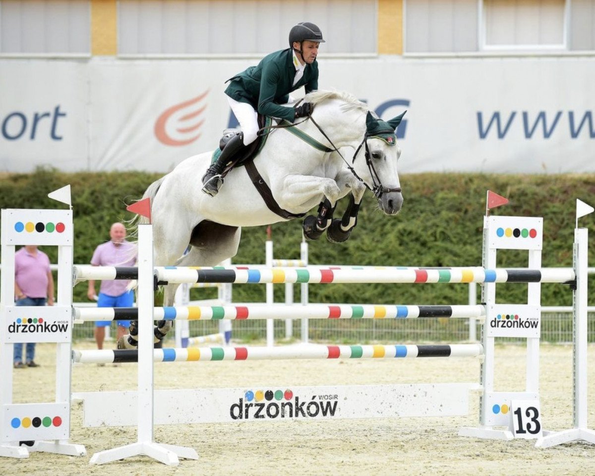 Cavallo da salto Akkol (Westfale, 2010, di Artifex)