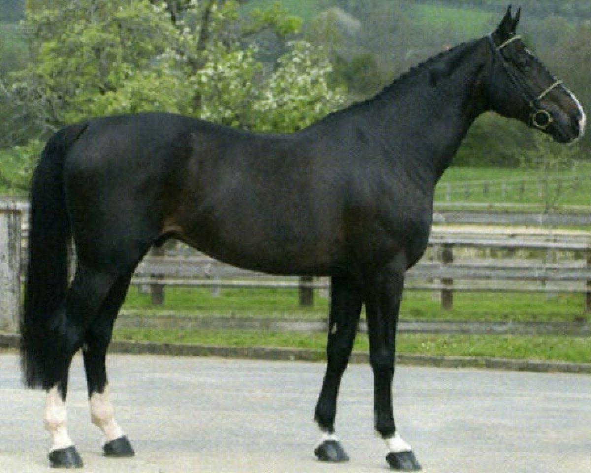stallion Ephebe For Ever (Selle Français, 1992, from Galoubet A)