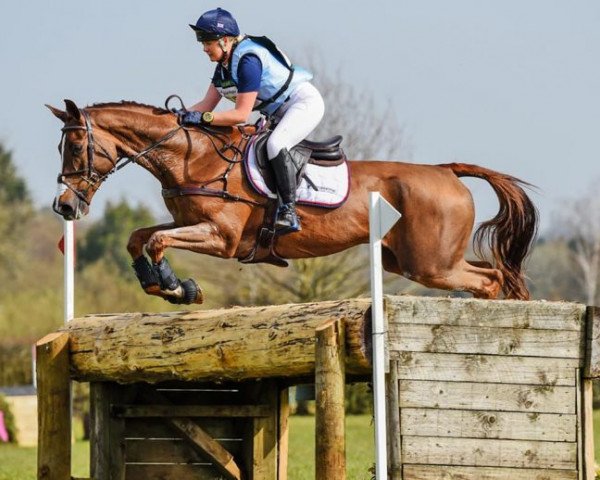 horse Banzai du Loir (Selle Français, 2011, from Nouma D'Auzay)