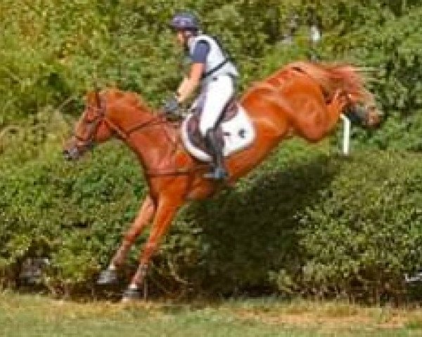 horse Goliath du Loir (Selle Français, 2016, from Nouma D'Auzay)