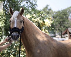 dressage horse Cassiopeia 97 (German Riding Pony, 2013, from Casino Royale K WE)