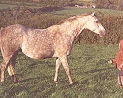 broodmare Small-Land Mayday (Welsh Partbred, 1970, from Downland Romance)