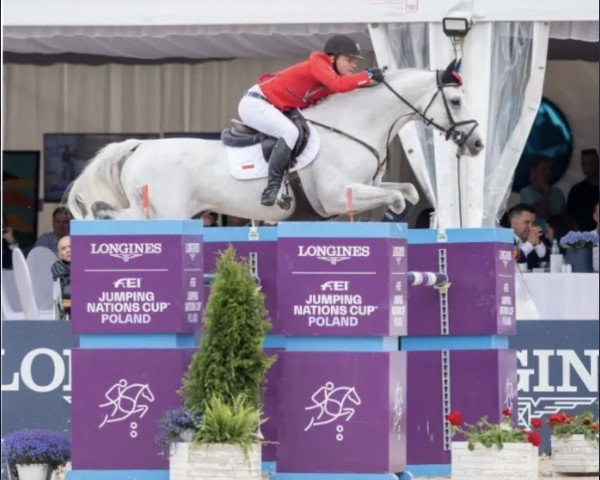 jumper Cheppetano (Holsteiner, 2012, from Ab 19 Chepetto)