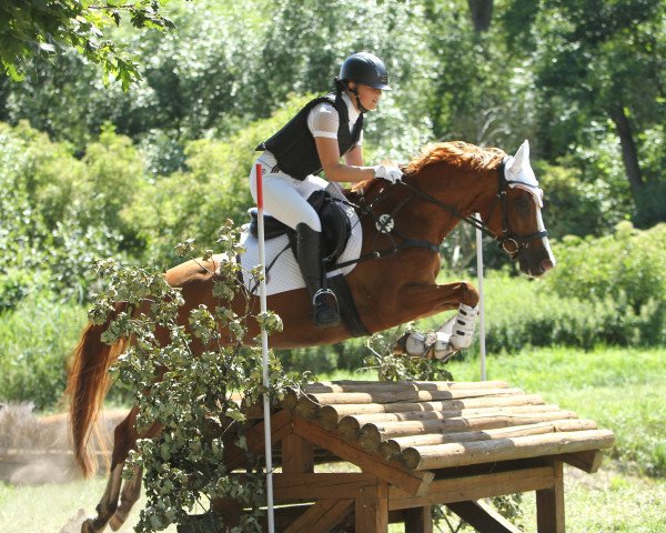 Dressurpferd Couscool (Deutsches Reitpony, 2015, von Couscous)