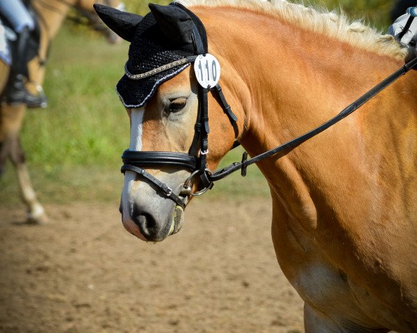 Dressurpferd Worldman 10 (Edelbluthaflinger, 2018, von World Cup (0,78% ox))