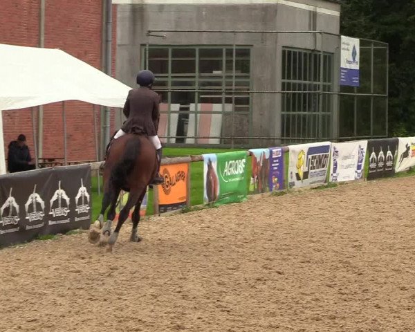 Reitturnier Albersdorf Dithmarsenpark 2021