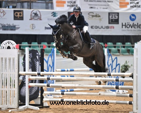 jumper KALANI JB (Oldenburg show jumper, 2017, from Kanndarco)