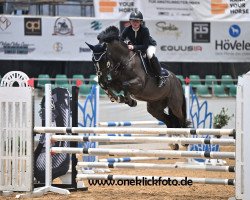 jumper KALANI JB (Oldenburg show jumper, 2017, from Kanndarco)