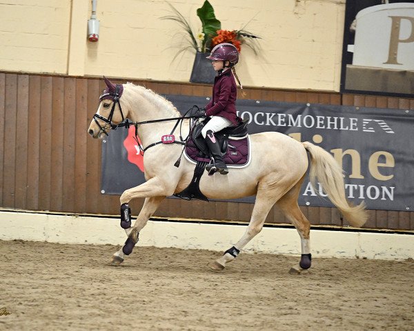 dressage horse Lorelai Carry Grant (Welsh-Pony (Section B), 2011, from Eyarth Tayma)