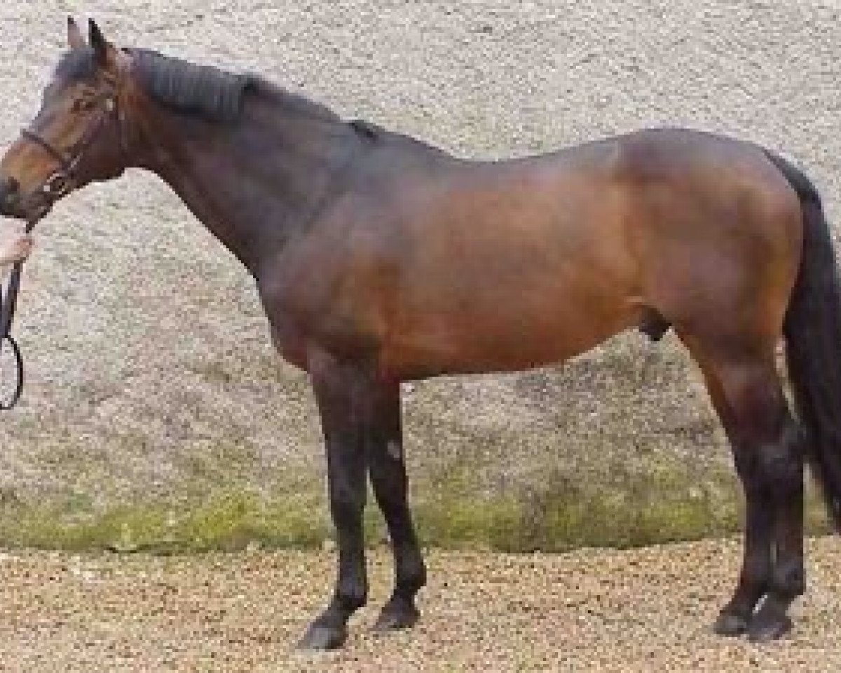 Deckhengst Fidji du Fleury (Belgium Sporthorse, 1989, von Le Tot de Semilly)