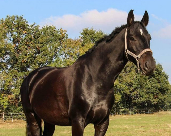 horse Piccola Grande (Westphalian, 2008, from Pascavello)