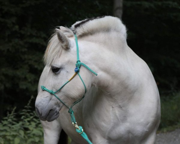 Pferd Overgaard's Nadja (Fjordpferd, 2011, von Højgaards Findus)