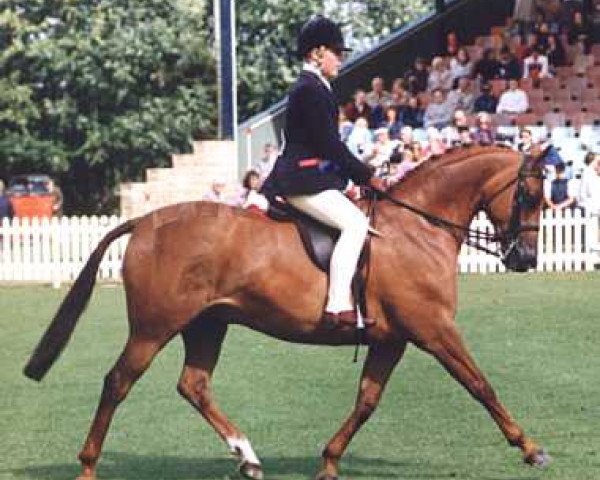 Pferd Sion Brian (British Riding Pony, 1985, von Small-Land Mambrino)