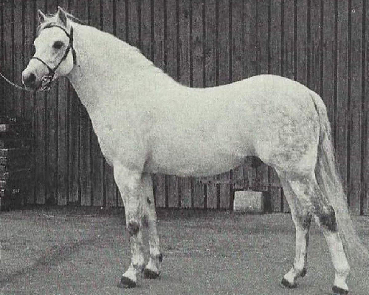 Deckhengst Lydstep Ronald (Welsh Pony (Sek.B), 1964, von Downland Romance)