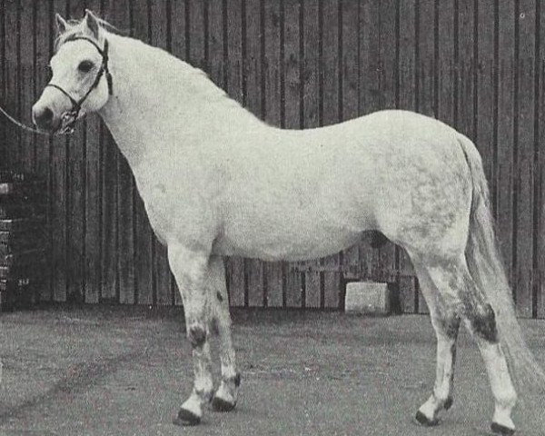 Deckhengst Lydstep Ronald (Welsh Pony (Sek.B), 1964, von Downland Romance)